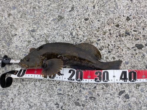 アイナメの釣果