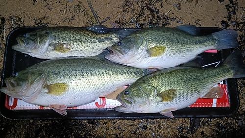 ブラックバスの釣果