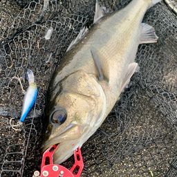 フッコ（マルスズキ）