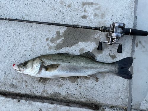 シーバスの釣果