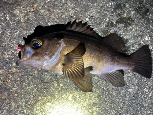 シロメバルの釣果