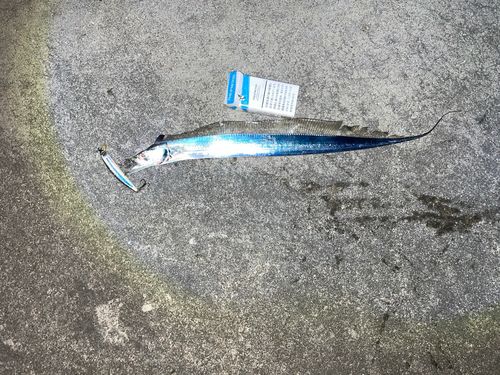 テンジクタチの釣果