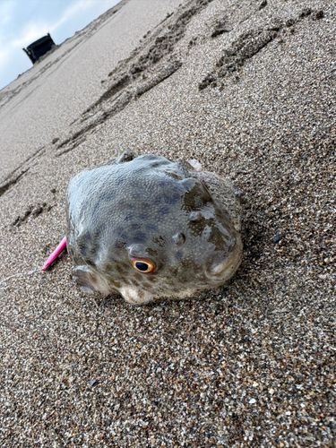 フグの釣果