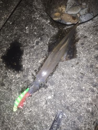 ヤリイカの釣果