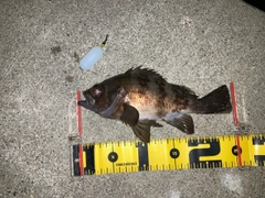 メバルの釣果