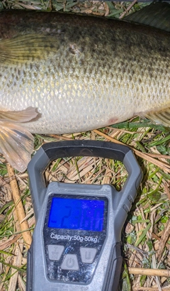 ブラックバスの釣果