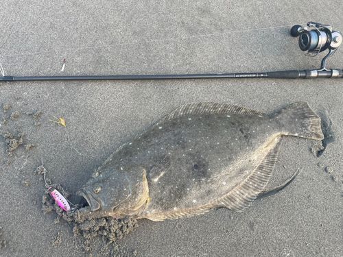 ヒラメの釣果