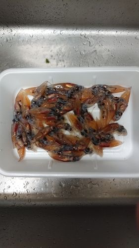 ホタルイカの釣果