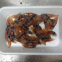 ホタルイカ