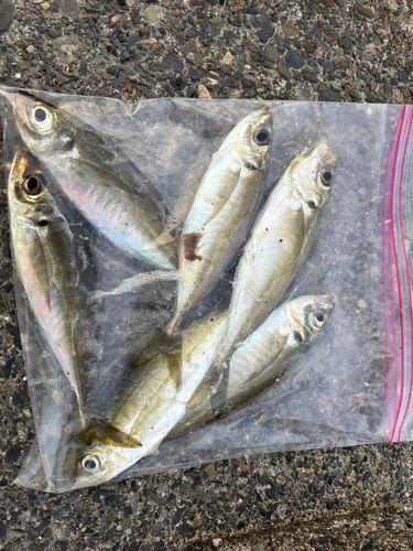 アジの釣果