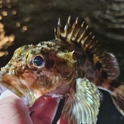 カサゴ