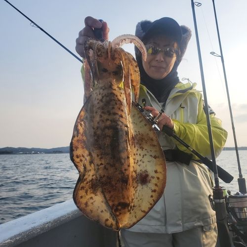 アオリイカの釣果