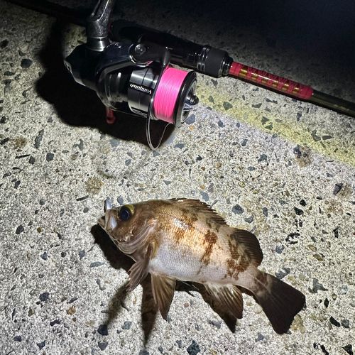 シロメバルの釣果