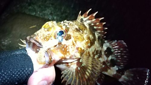 カサゴの釣果