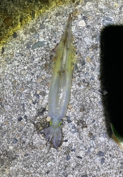 ヤリイカの釣果