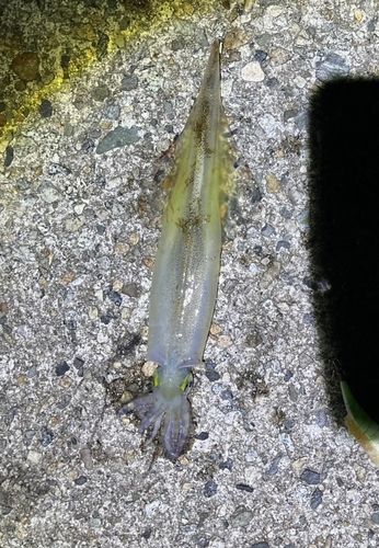 ヤリイカの釣果