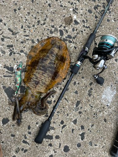 アオリイカの釣果