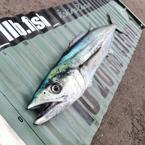 サゴシ
