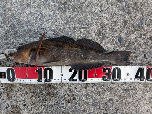 アイナメの釣果