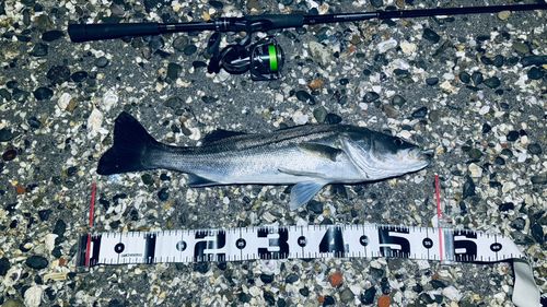 シーバスの釣果