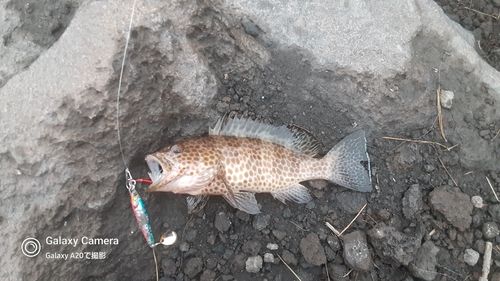 オオモンハタの釣果