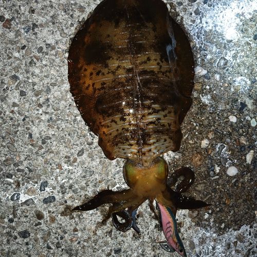 アオリイカの釣果