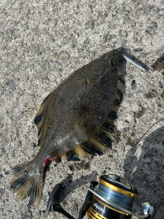 カワガレイの釣果