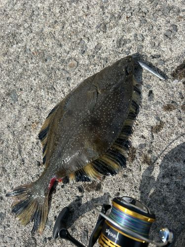 カワガレイの釣果