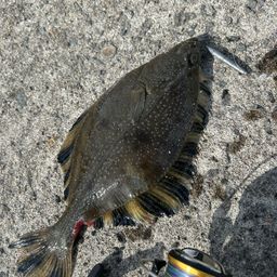 カワガレイ