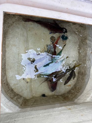 マダイの釣果