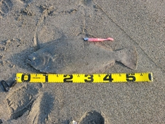 ヒラメの釣果