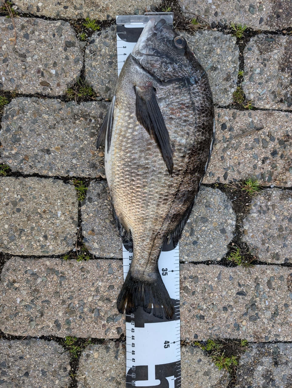 SHIMANO 20アドバンス イソ 1.5-530の最安値・インプレ・釣果