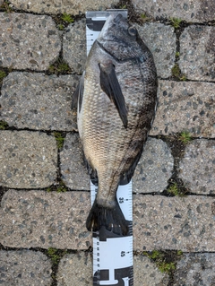 クロダイの釣果