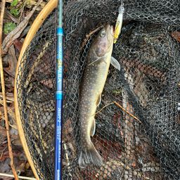 ニッコウイワナ