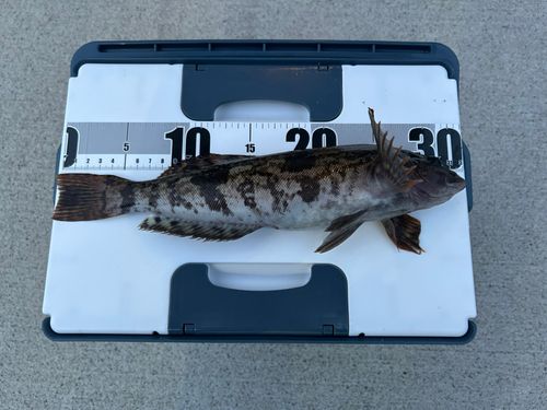 アイナメの釣果