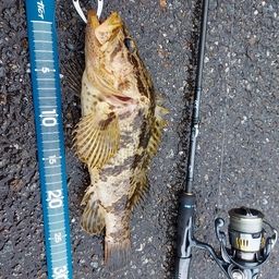 タケノコメバル