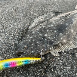 ヒラメ