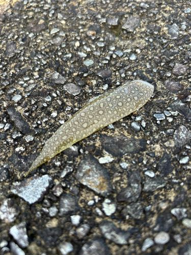シタビラメの釣果