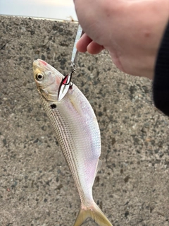 コノシロの釣果