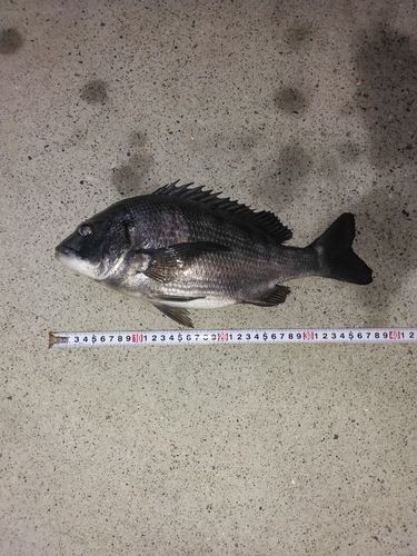 クロダイの釣果