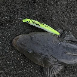 マゴチ