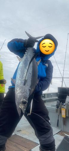 ビンチョウマグロの釣果