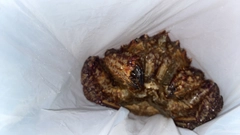 クリガニの釣果