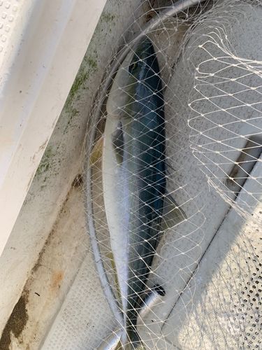 ハマチの釣果