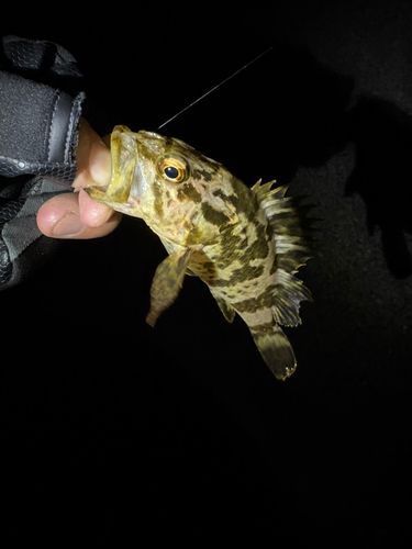 タケノコメバルの釣果