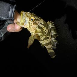 タケノコメバル