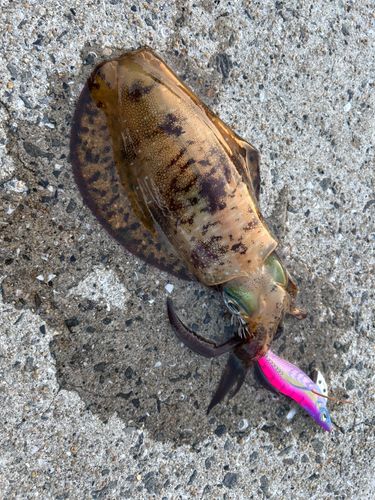 アオリイカの釣果