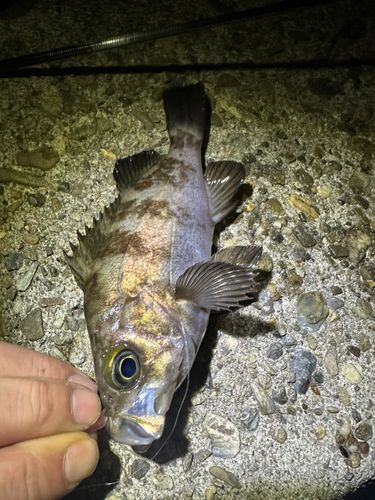 クロメバルの釣果