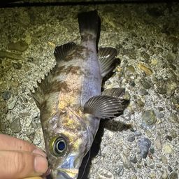 クロメバル
