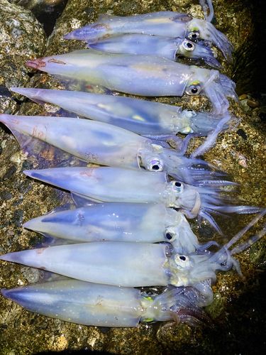 ケンサキイカの釣果